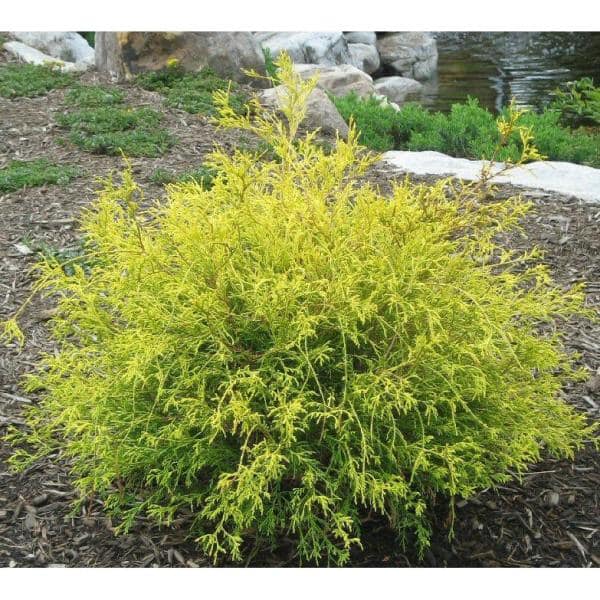 1 Gal. Gold Mop Threadbranch Cypress Shrub with Colorful Golden Yellow Evergreen Foliage - Hercitys