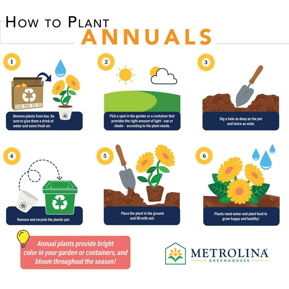 2 Qt. Sunfinity Yellow Sunflower Annual Plant (3-Pack) - Hercitys