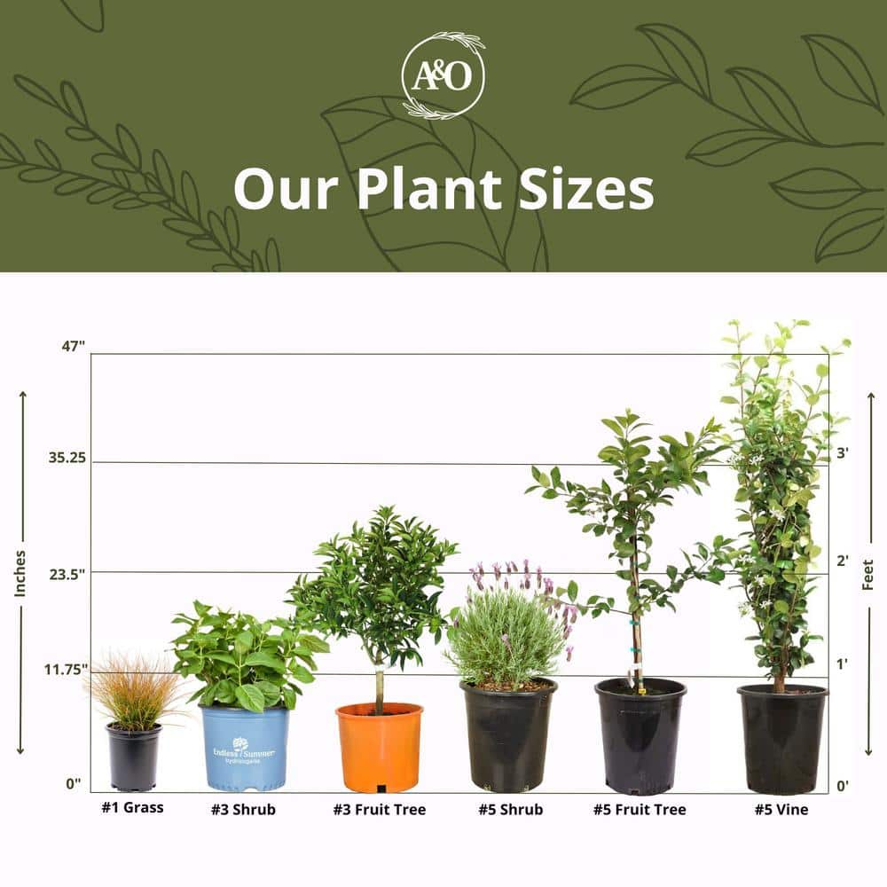 #1 Container Tuscan Blue Rosemary Shrub (4-pack) - Hercitys