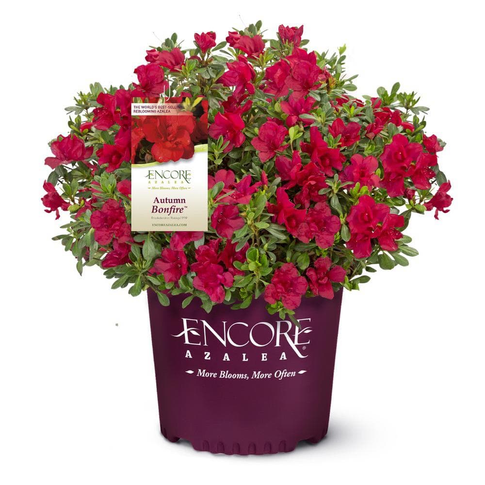 1 Gal. Autumn Bonfire Reblooming Azalea Shrub with Red Flowers - Hercitys