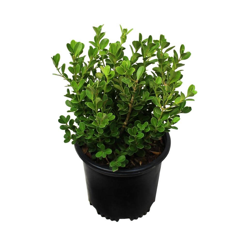 1 Gal. Japanese Boxwood Shrub Plant - Hercitys