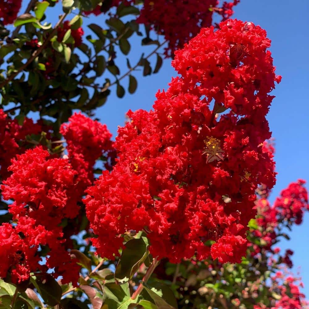 #5 container ‘Red Rocket’ Crape Myrtle Tree - Hercitys