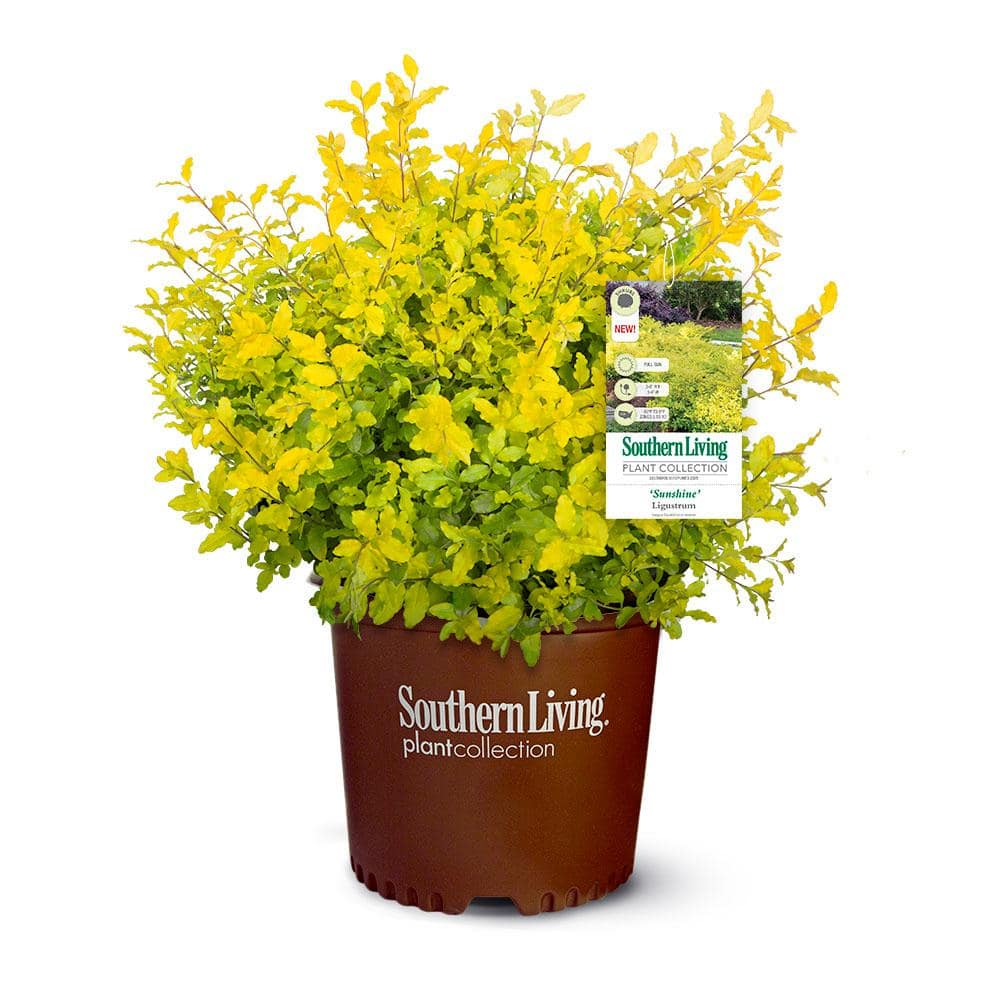 2.5 Qt. Sunshine Ligustrum, Evergreen Shrub, Bright Golden-Yellow Foliage - Hercitys