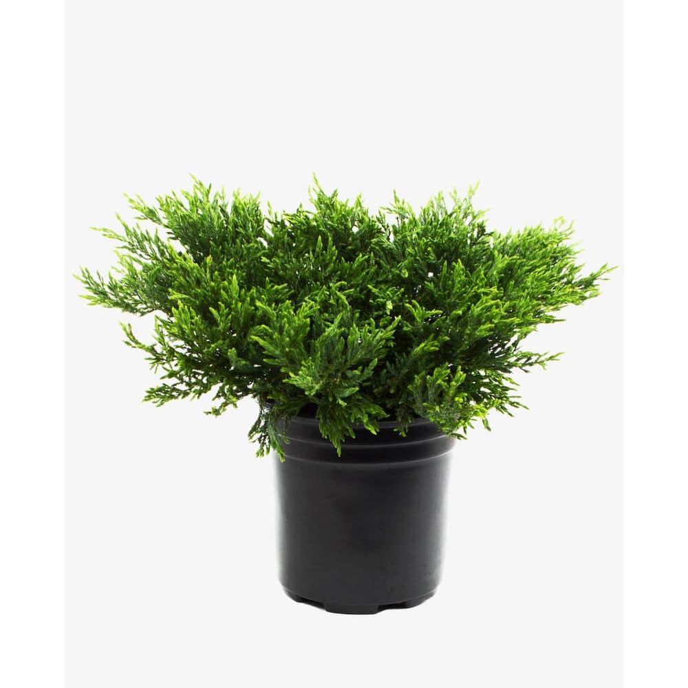 2.5 QT Youngstown Juniper (Juniperus h. ‘Youngstown) Evergreen Shrub 1-Each - Hercitys