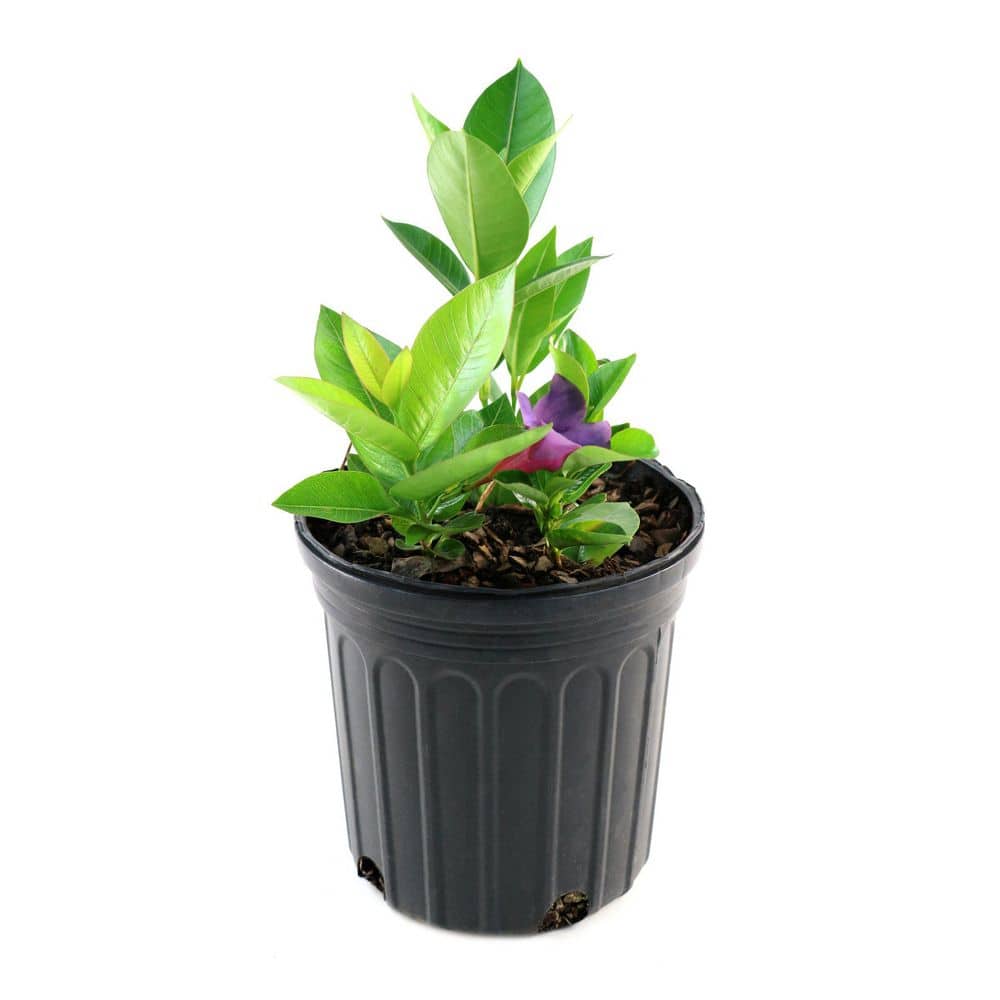 1 gal. Mandevilla All American Red-White-Blue Plant - Hercitys