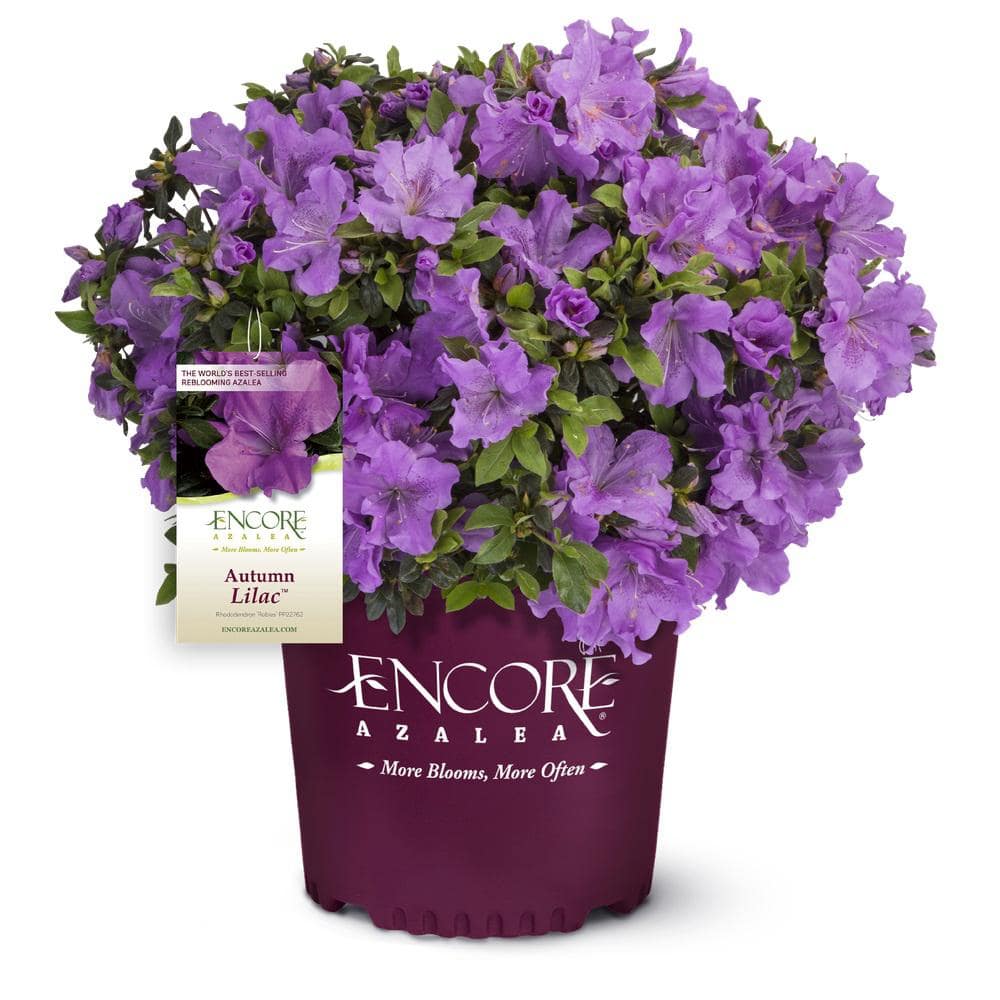 1 Gal. Autumn Lilac Encore Azalea Shrub with Lavender Purple Reblooming Flowers - Hercitys