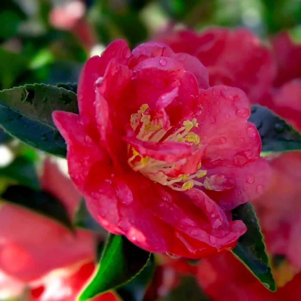 2.5 Qt. October Magic Rose Camellia(sasanqua) – Live Evergreen Shrub with Salmon-rose Blooms - Hercitys