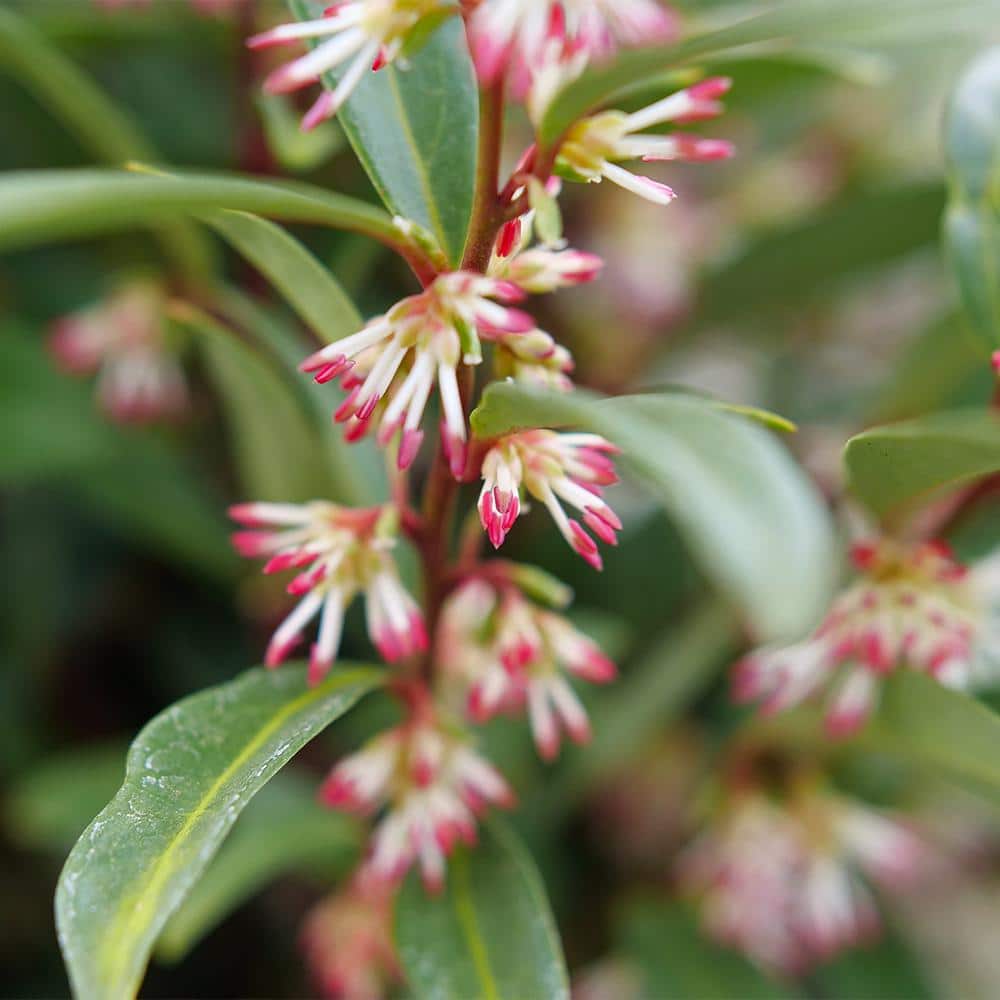 2 Gal. Sweet and Low Sweet Box Shrub - Hercitys