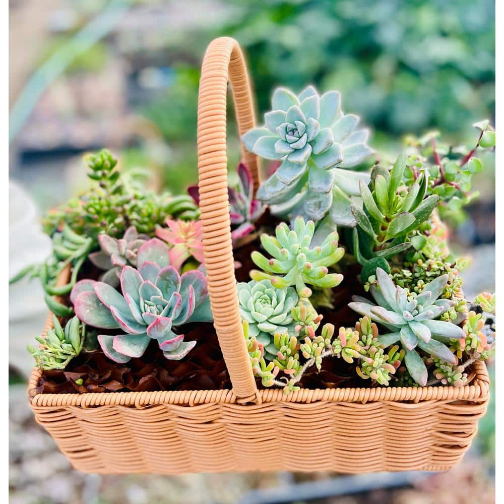 11 in. x 7 in. Large Wicker Soilless Succulent Plant Flower Basket, Lightweight Beautiful Collection of Succulents - Hercitys