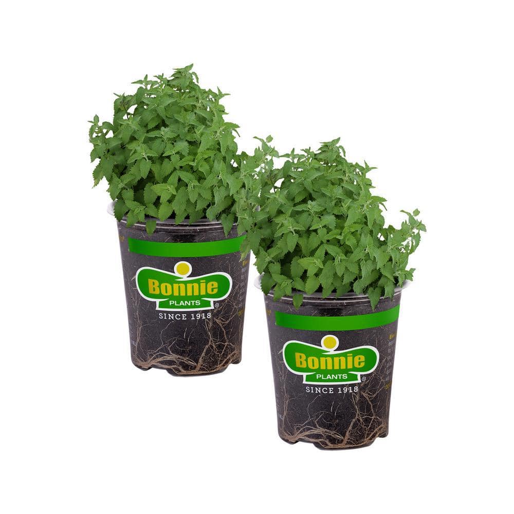 19 oz. Catnip Herb Plant (2-Pack) - Hercitys