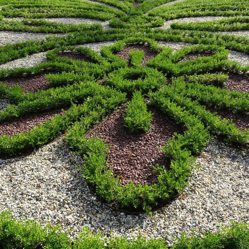 1 Gal. Babylon Beauty Boxwood Shrub - Hercitys