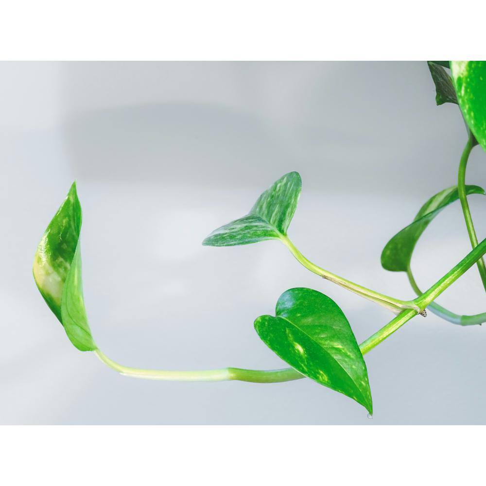 1 ft. 6 in. 83-Watt Black Grow Light, Day Light - Hercitys