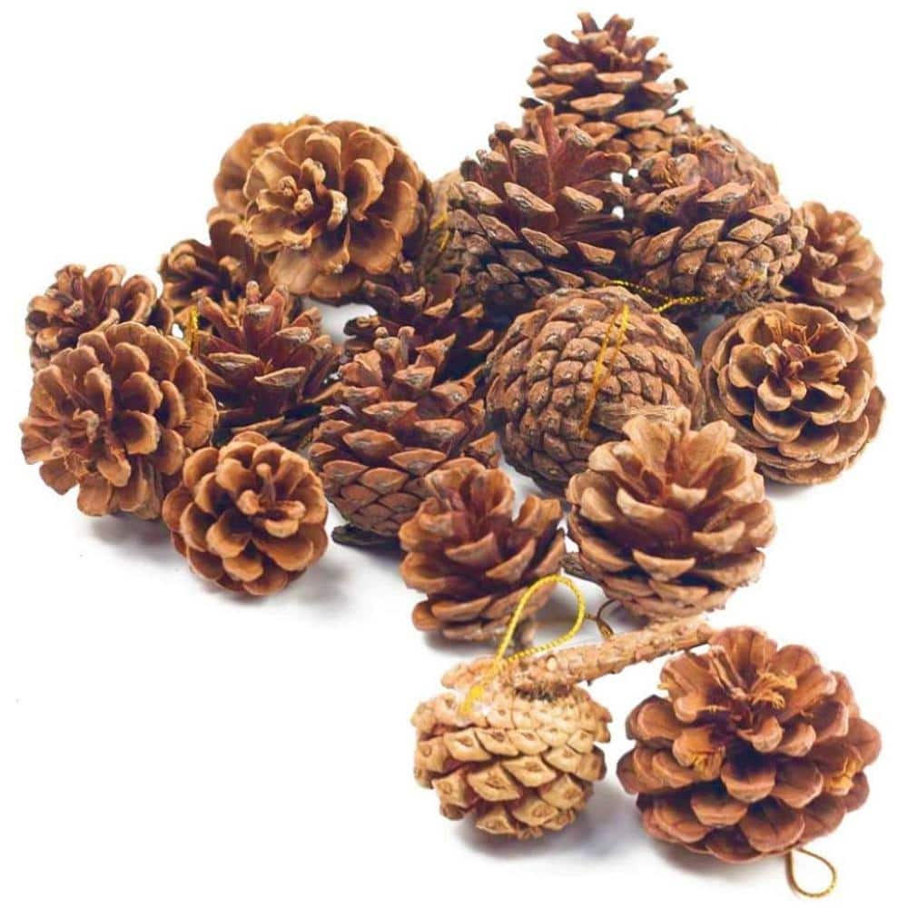 2 in. Lodge Pole Pine Cones (20-Pack) - Hercitys