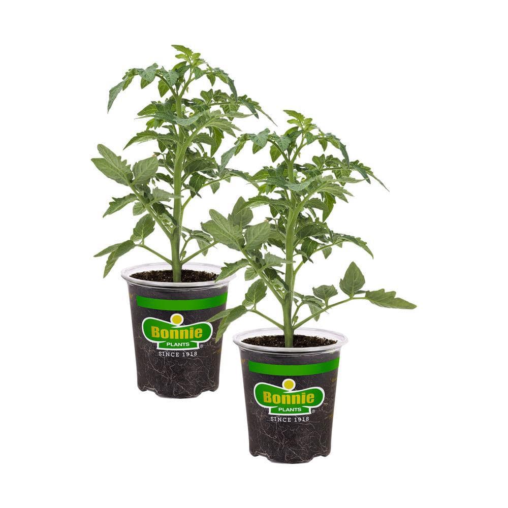 19 oz. Big Beef Tomato Plant (2-Pack) - Hercitys