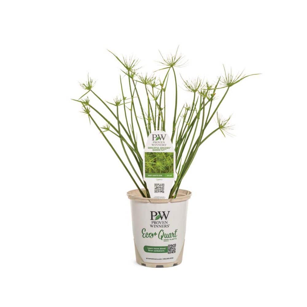 4.5 in. Qt. Graceful Grasses Queen Tut Dwarf Papyrus (Cyperus Prolifer) Live Annual Plant with Green Foliage - Hercitys
