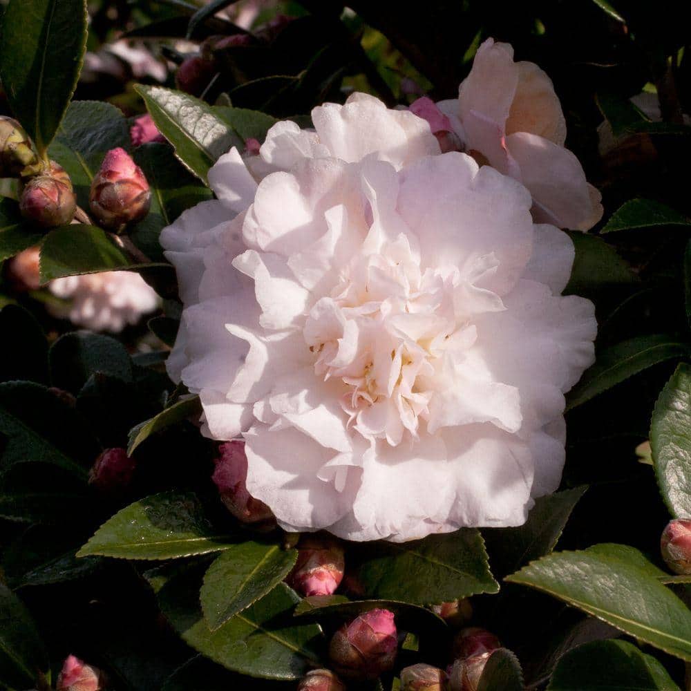 2.5 Qt. October Magic Dawn Camellia(sasanqua) – Live Evergreen Shrub with Pink Rose-form Blooms - Hercitys