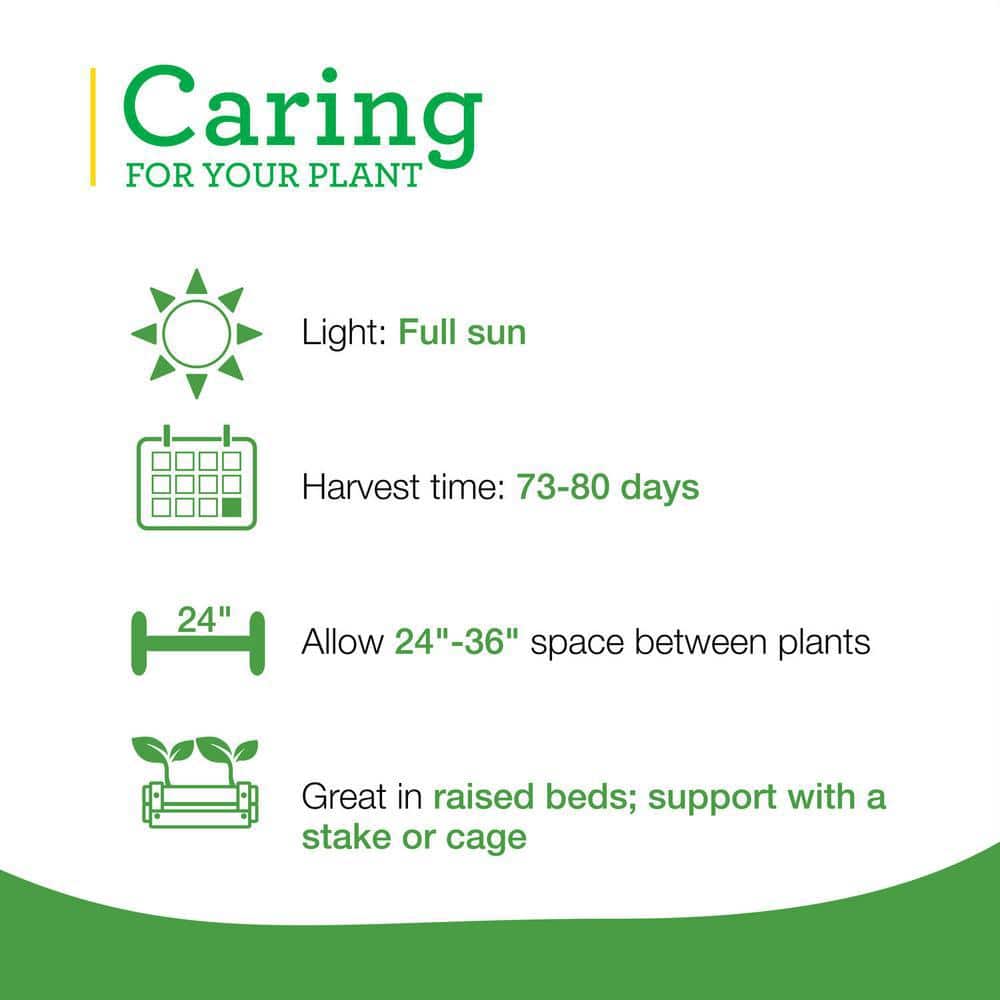 19 oz. Plum Roma Tomato Plant (2-Pack) - Hercitys