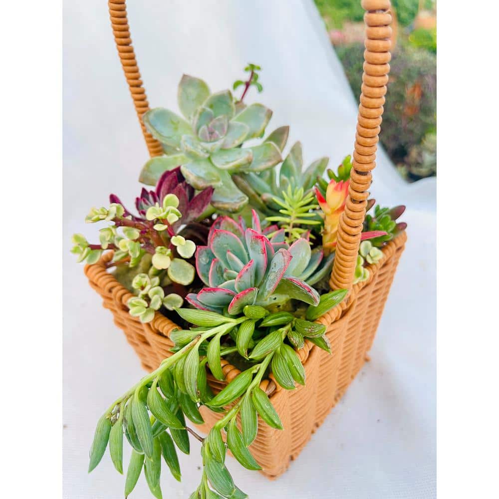 11 in. Small Wicker Soilless Succulent Plant Flower Basket, Lightweight Beautiful Collection of Succulents - Hercitys