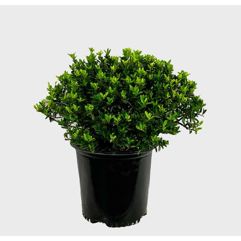 1.5 Gal. Boxleaf Euonymus Live Shrub - Hercitys