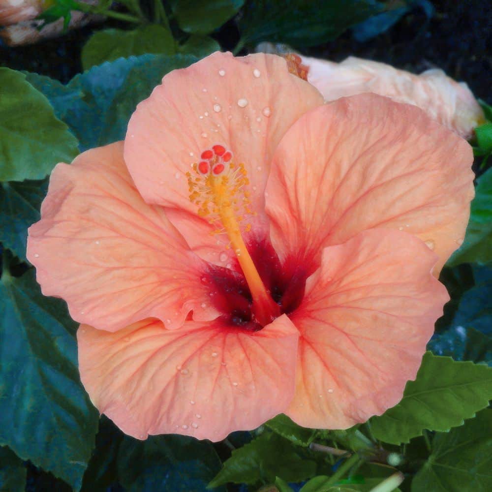 2 gal. Hibiscus Peach Braided Annual Tree Plant with Peach Flowers - Hercitys