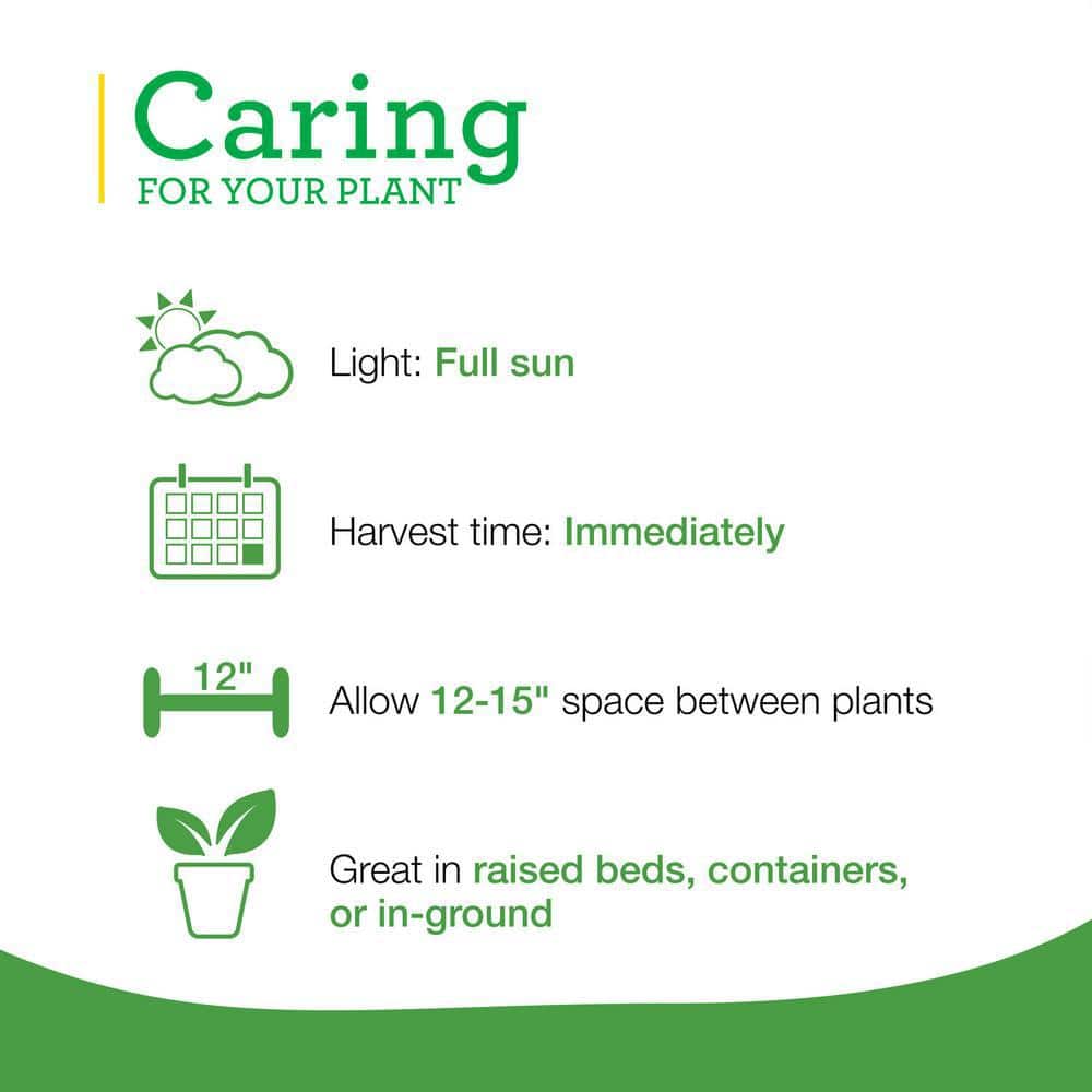 19 oz. Dill Herb Plant (2-Pack) - Hercitys