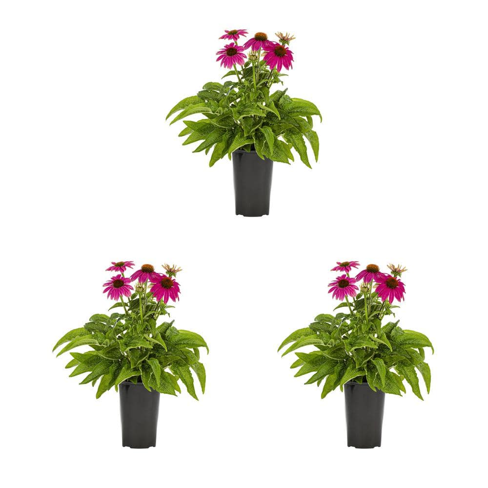2 Qt. Pow Wow Wilderberry Pink Cone Flower Echinacea Perennial Plant (3-Pack) - Hercitys
