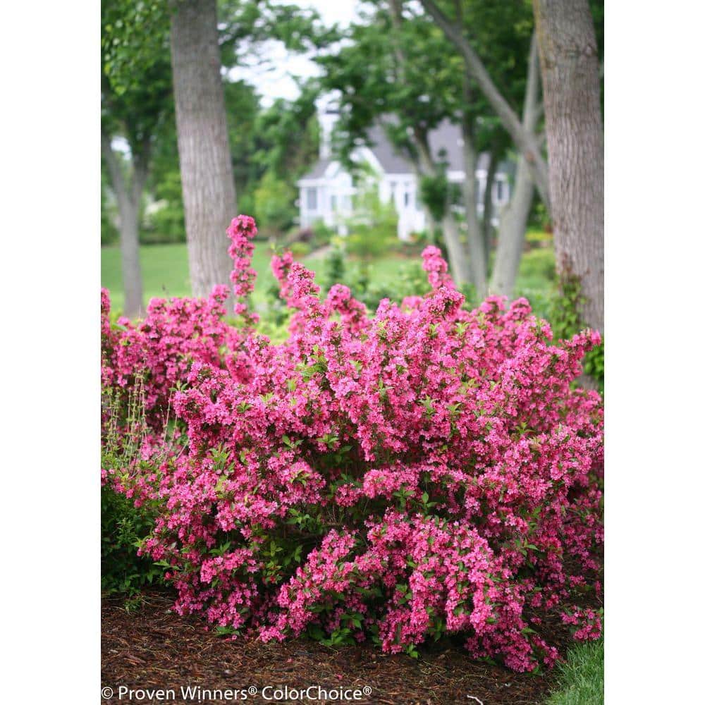 4.5 in. qt. Sonic Bloom Pink Reblooming Weigela (Florida) Live Shrub, Pink Flowers - Hercitys