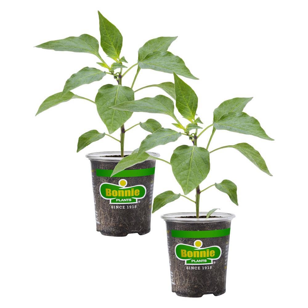 19 oz. Hot Banana Pepper Plant (2-Pack) - Hercitys