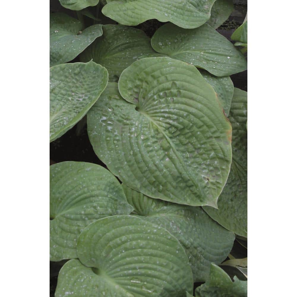 1 Gal Elegans Hosta Live Flowering Shade Perennial Plant , Blue-Gray Foliage - Hercitys