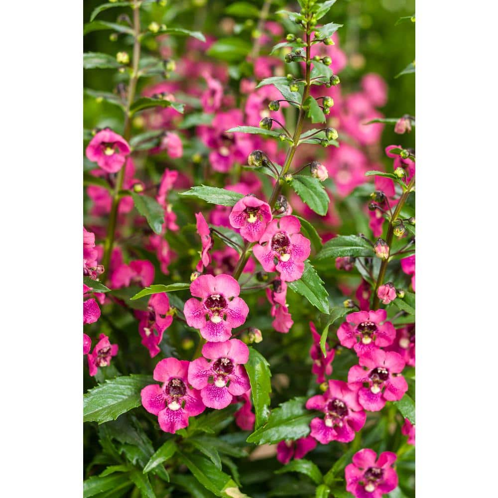 4.25 in. Eco+Grande, Angelface Perfectly Pink Summer Snapdragon - Hercitys