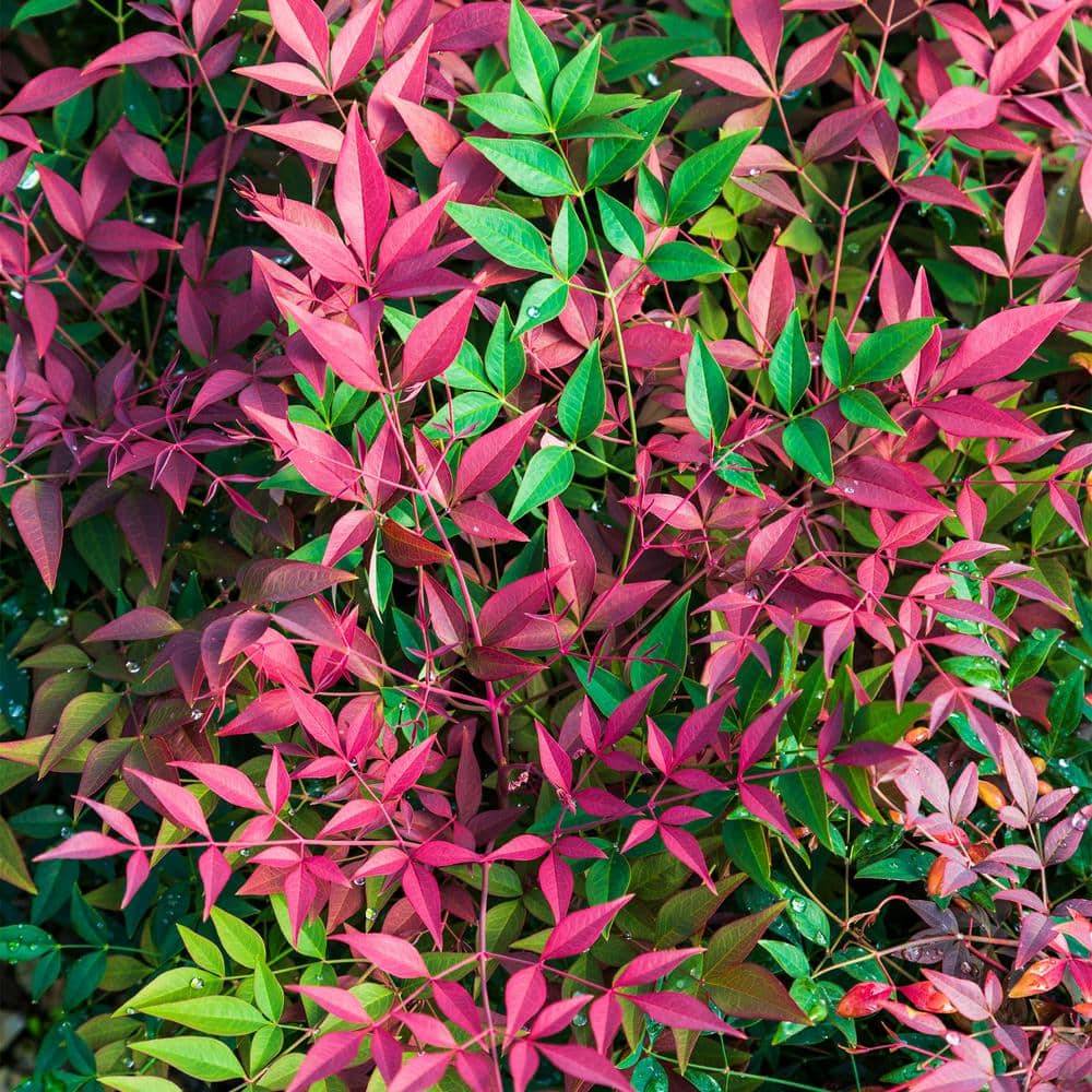 2 Gal. Obsession Nandina Shrub with Bright Red Foliage - Hercitys