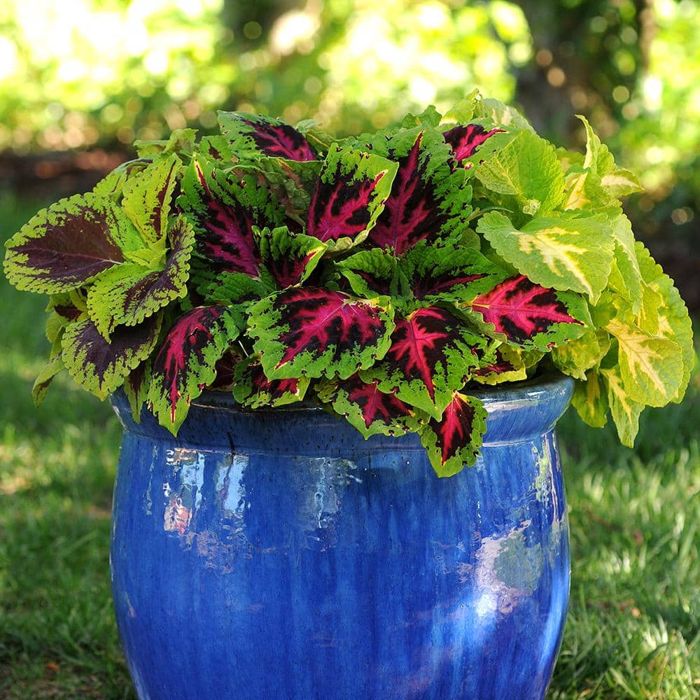 4IN Coleus Kong Jr. Outdoor Colorful Plant (4-Pack) - Hercitys