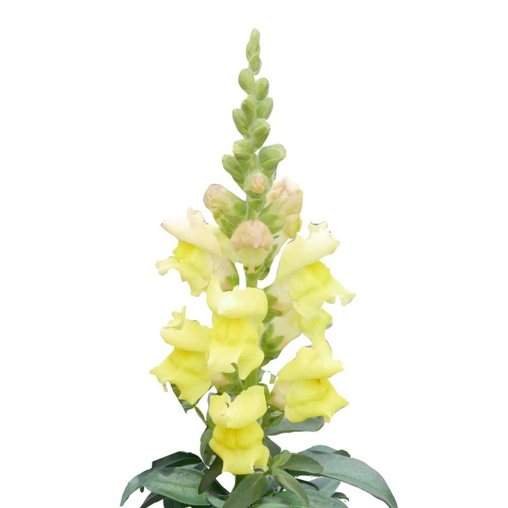 1.0 PT Snapdragon Mix Annual Plant with Multi-Colored Flowers-4 Pack - Hercitys