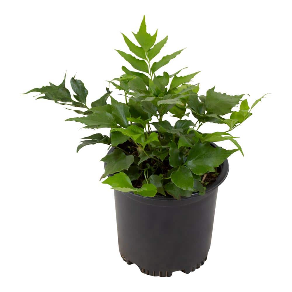 2 QT. Holly Fern (Cyrtomium Falcatum) Garden Perennial Shrub Plant in Grower Pot - Hercitys