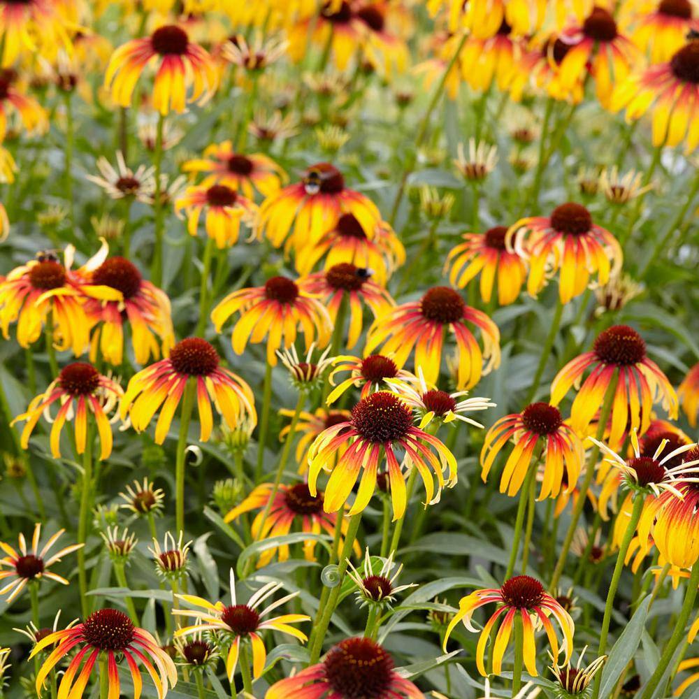 1 Gal. Pot, Fiery Meadow Mama Coneflower Flowering Perennial Plant (1-Pack) - Hercitys