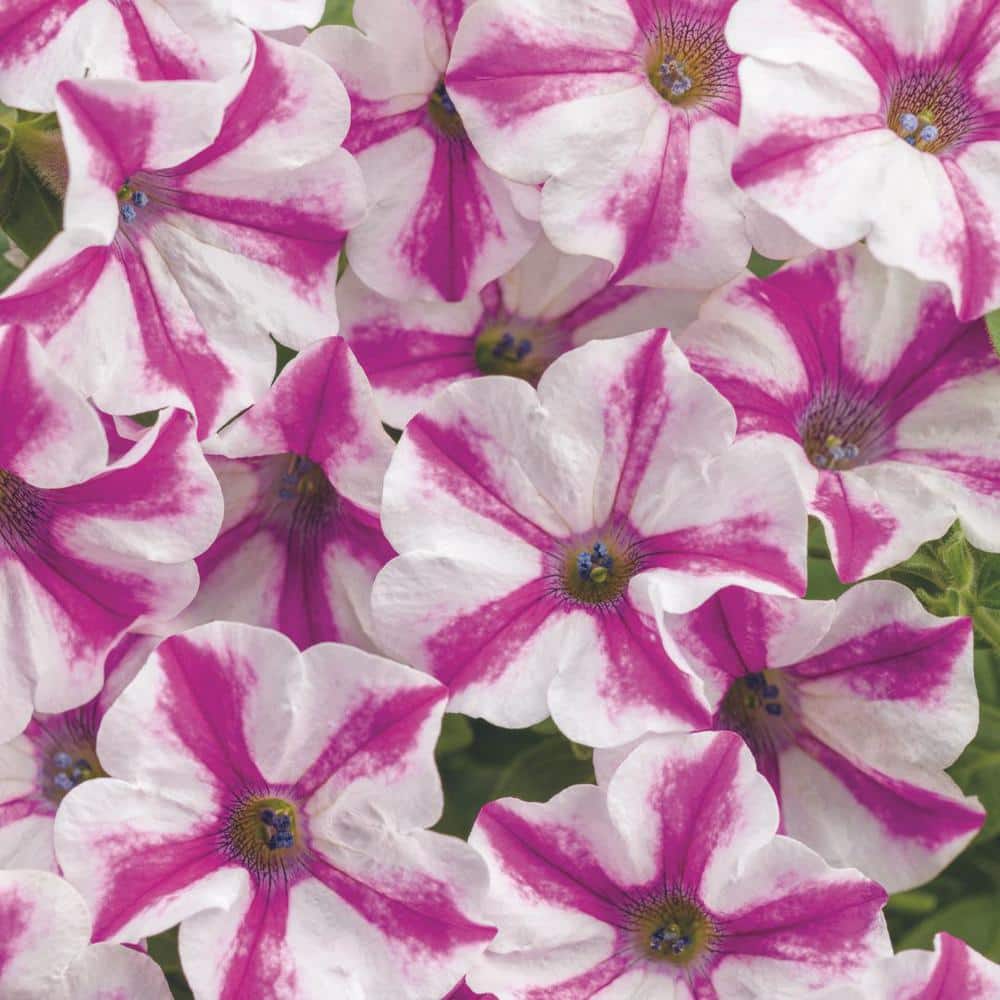 4.25 in. Eco+Grande Supertunia Lovie Dovie (Petunia) Live Plants, Pink and White Striped Flowers (4-Pack) - Hercitys