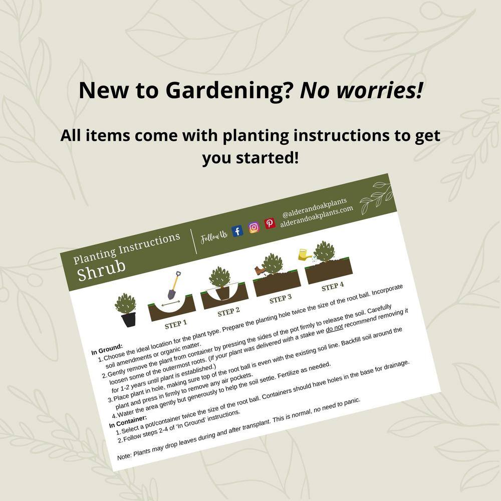 #1 container Sage Plants (4-Pack) - Hercitys