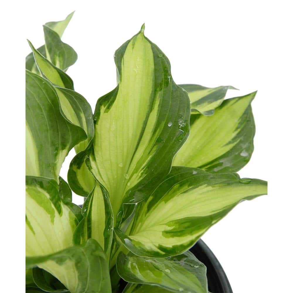 1.0 qt. Perennial Hosta Yellow Variegated (4-Pack) - Hercitys