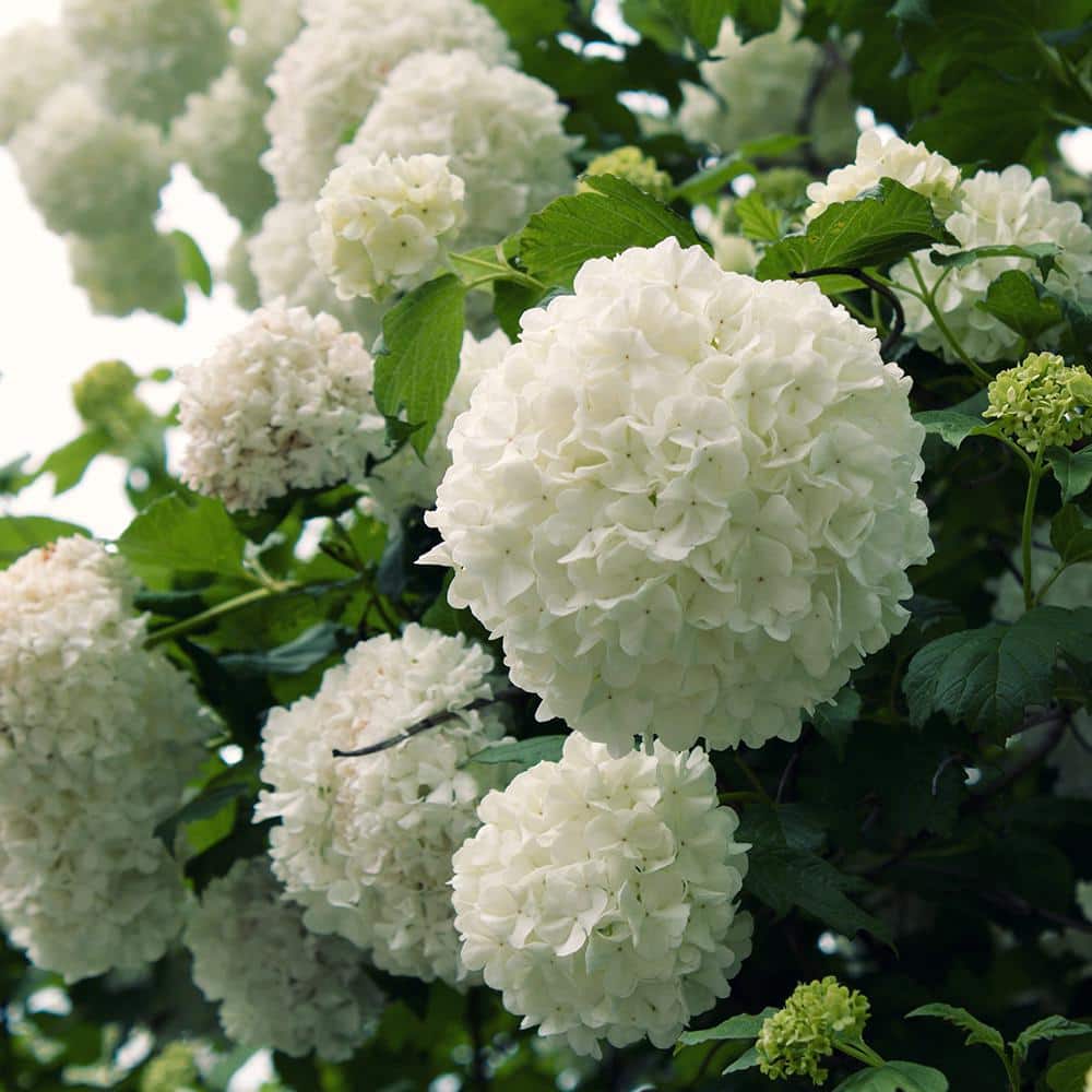 2.5 Gal – Chinese Snowball Viburnum, Live Deciduous Shrub, White Hydrangea-like Bloom Clusters - Hercitys