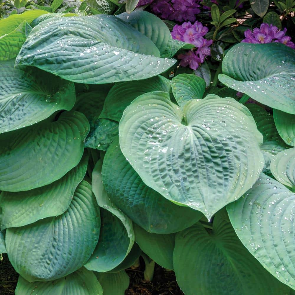 1 Gal. Blue Angel Hosta, Live Perennial Plant, Blue-Green Foliage - Hercitys