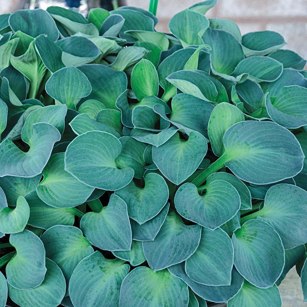 1 Gal. Pot, Blue Mouse Ears Hosta Potted Perennial Plant (1-Pack) - Hercitys