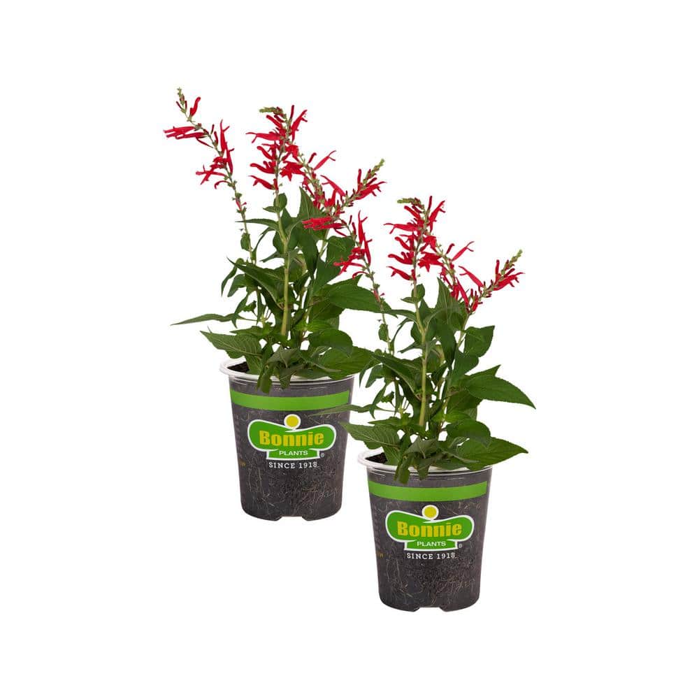 19 oz. Pineapple Sage Herb Plant (2-Pack) - Hercitys