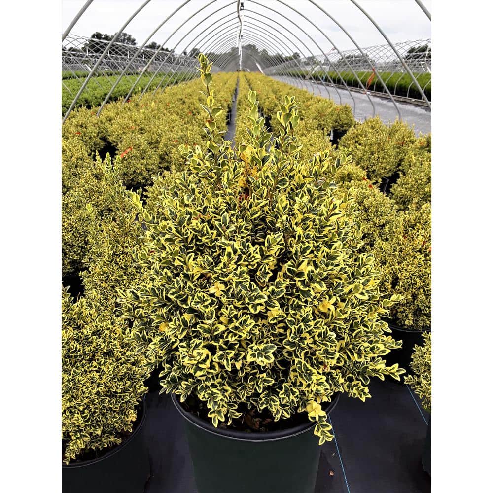 1 Gal. Variegated Boxwood Shrub with Vivid Green and White Trimmed Foliage (2-Pack) - Hercitys