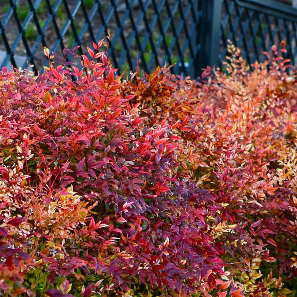 2.5 qt. Nandina Gulf Stream Shrub - Hercitys