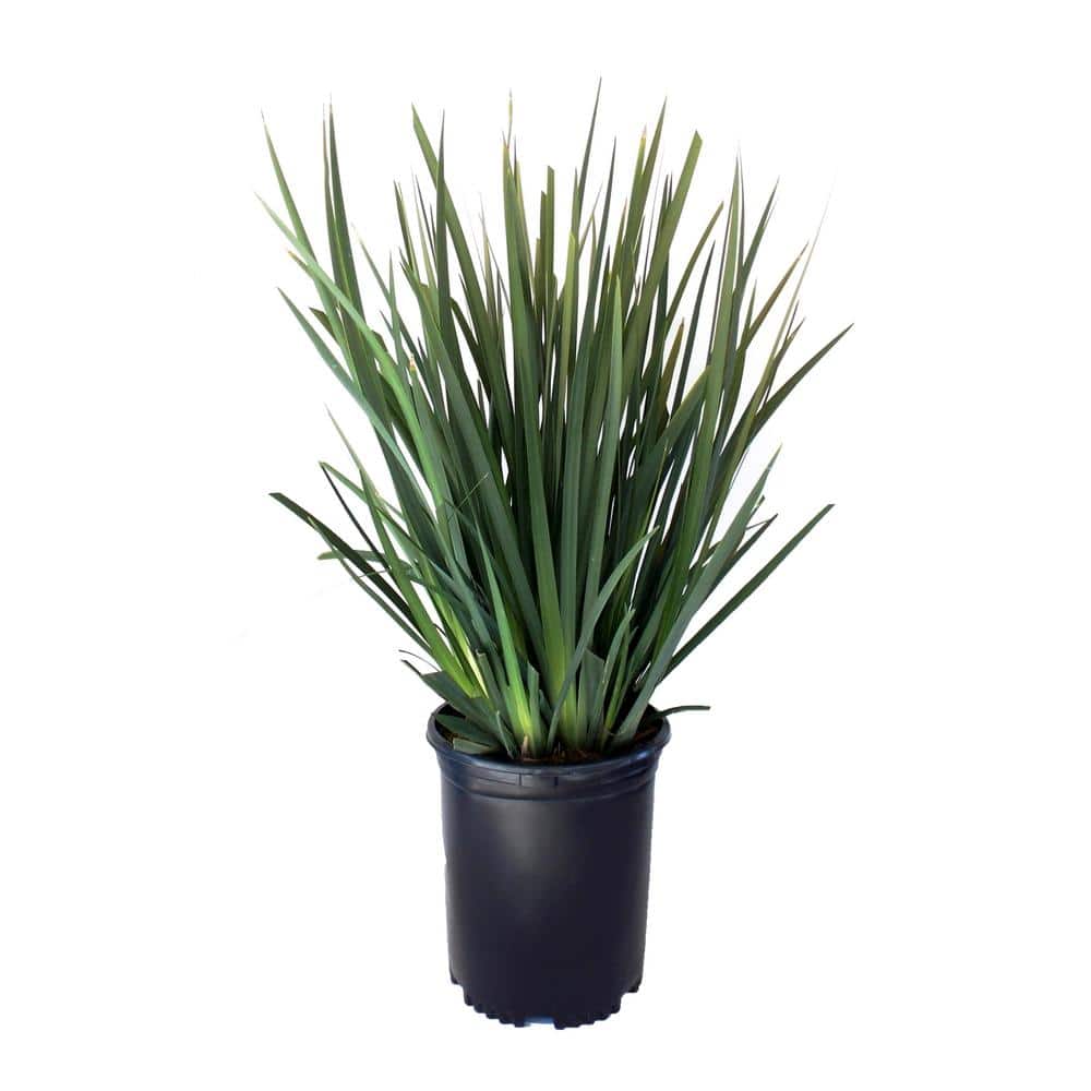 5 Gal. White African Iris Perennial Plant - Hercitys