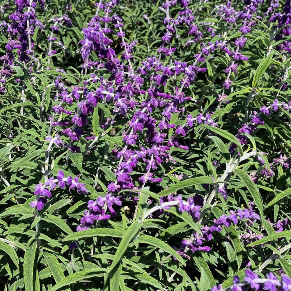 #5 Container Santa Barbara Purple Flowering Sage Plants (2-Pack) - Hercitys