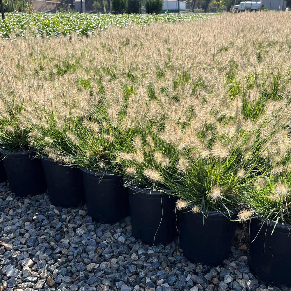 1 Container-Little Bunny Dwarf Fountain Grass Plant - Hercitys