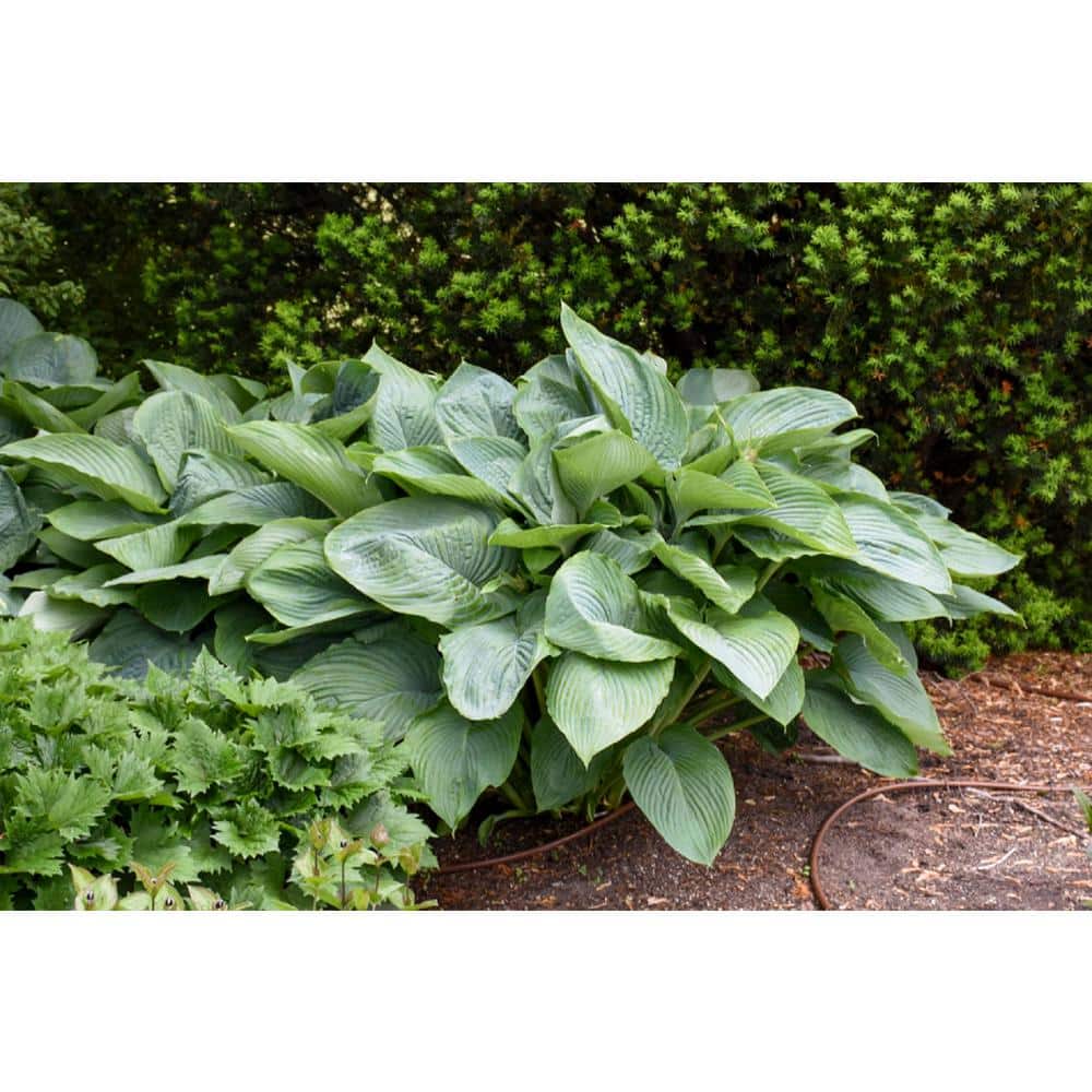 1 Gal. Shadowland Empress Wu Hosta Live Flowering Shade Perennial Plant - Hercitys