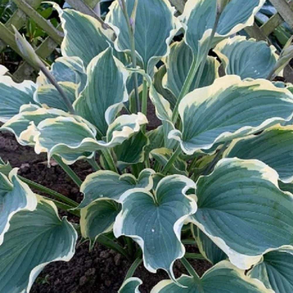 0.65 Gal. Shadowland Hope Springs Eternal Hosta (Hosta Hybrid) Live Perennial Plant with Blue and White Foliage - Hercitys