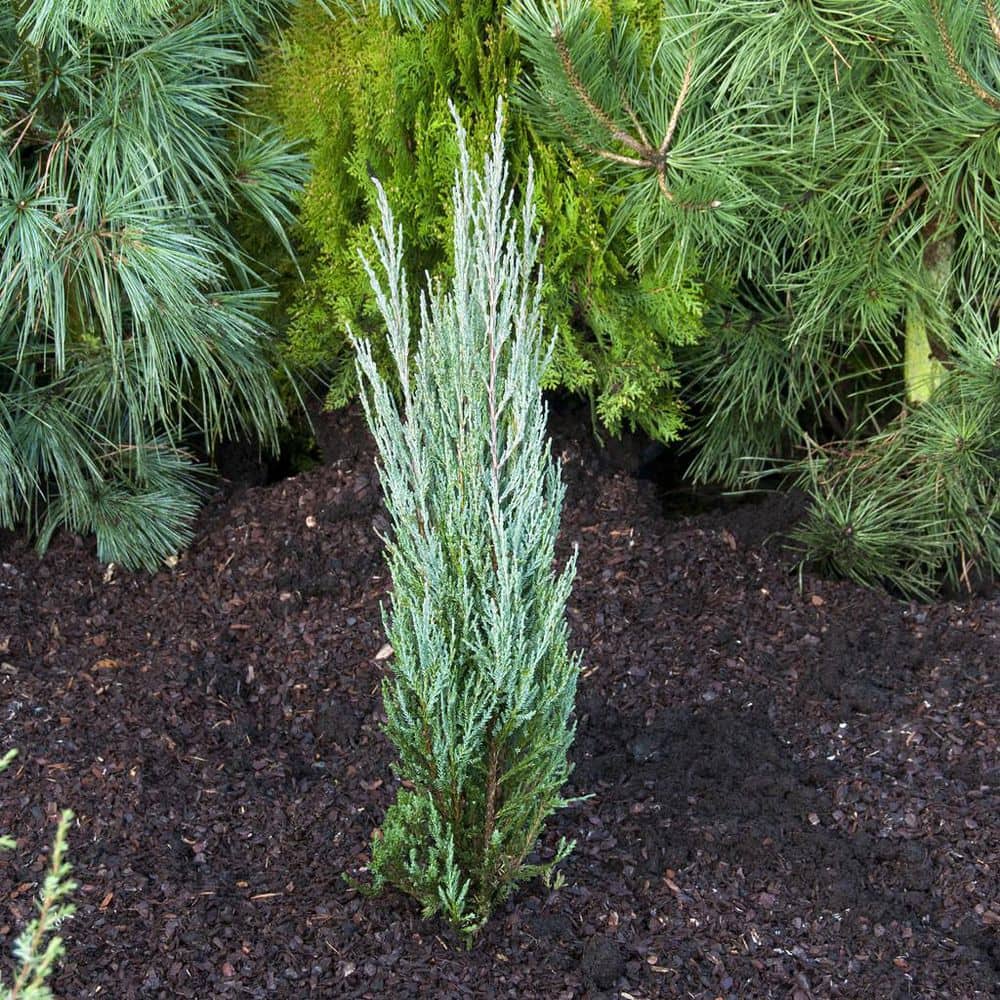 1 Gal. Skyrocket Juniper Shrub with Fast Growing Blue Foliage (2-Pack) - Hercitys